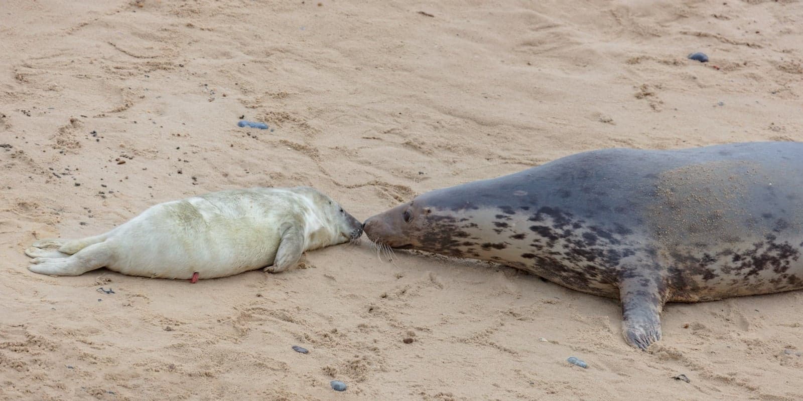 A grey seal mother nose-to-nose with her white fluffy pup on a sandy British beach