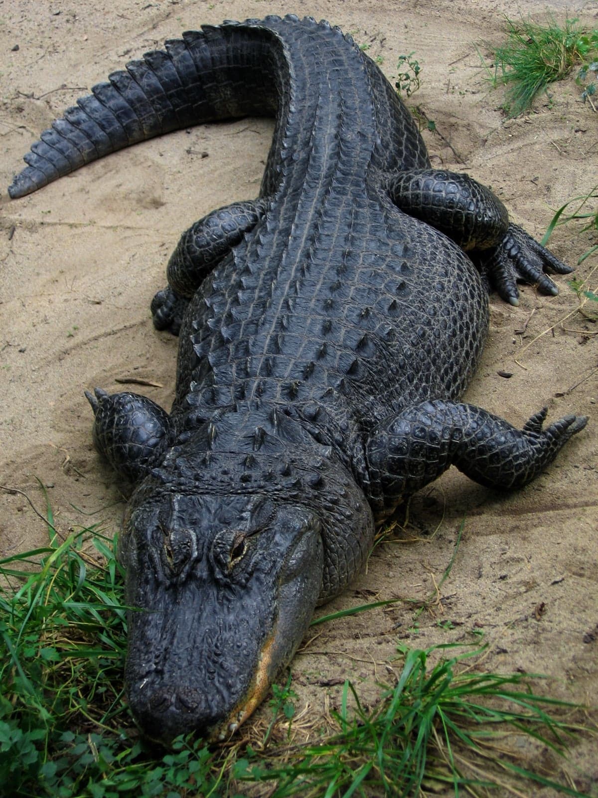 An American alligator resting on sand with grass nearby