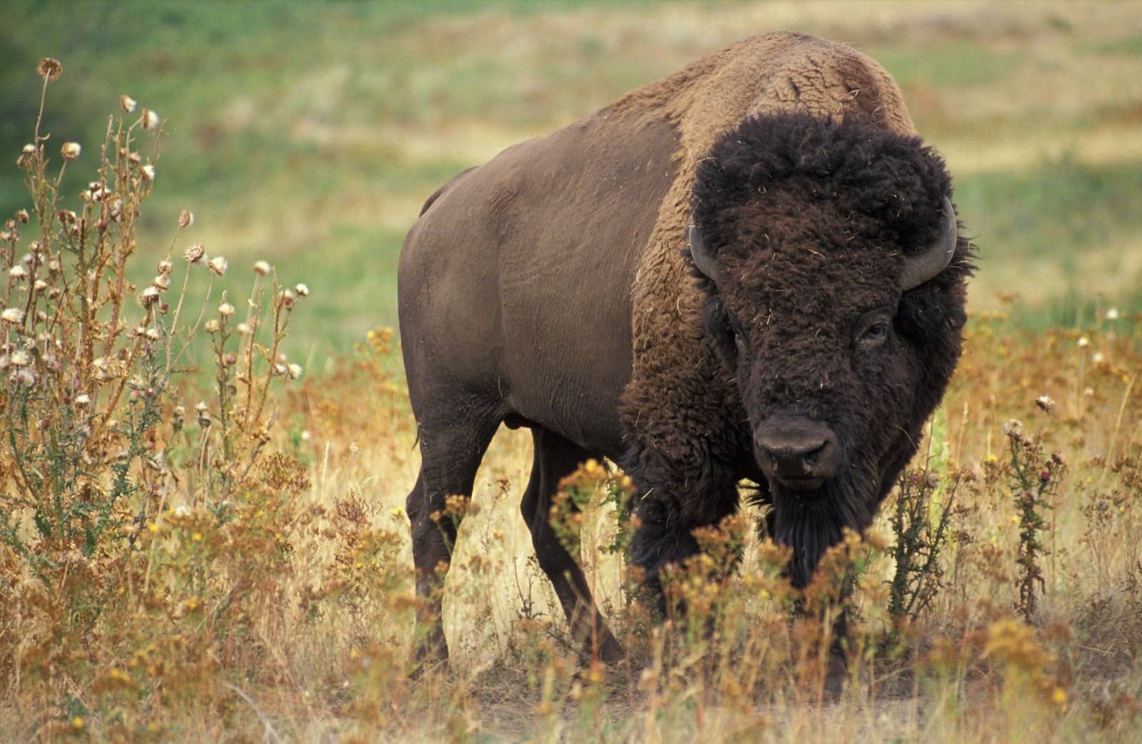 A large American bison standing on the prairie grasslands