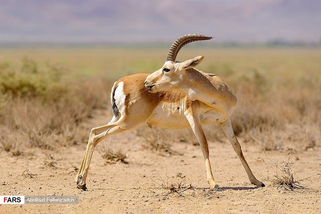 A goitered gazelle standing alert on dry grassland
