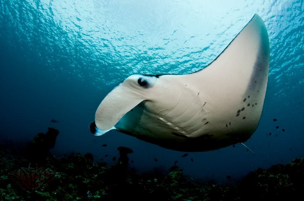 A large manta ray gliding through clear blue water near a reef in Vanuatu