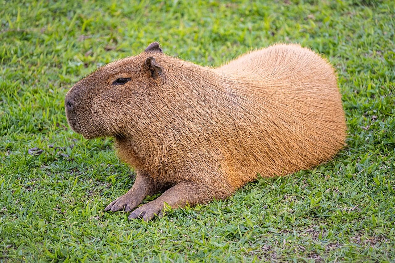 A group of capybaras resting beside water in Los Llanos, Venezuela